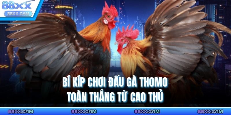 Bí kíp chơi đấu gà thomo toàn thắng từ cao thủ